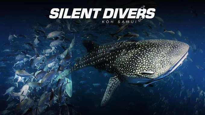 Silent Divers Silent Divers