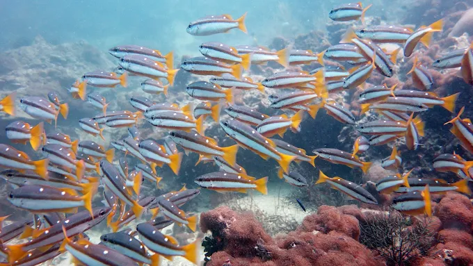 Searobin Dive Center Searobin Dive Center