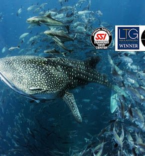 The Life Aquatic The Life Aquatic